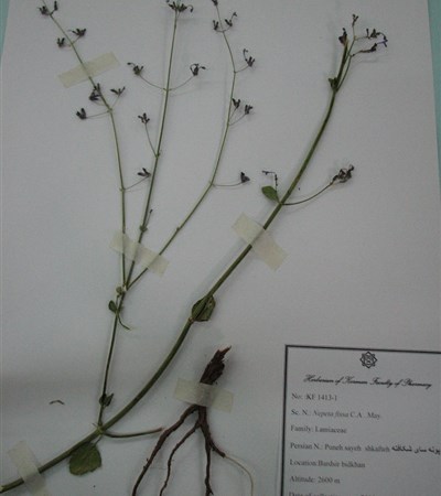 Poune say-e shekafteh